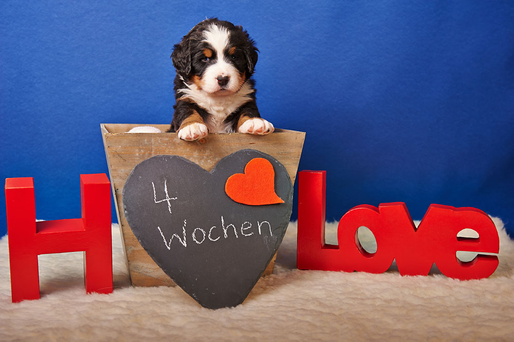 Für den Hundethread ...