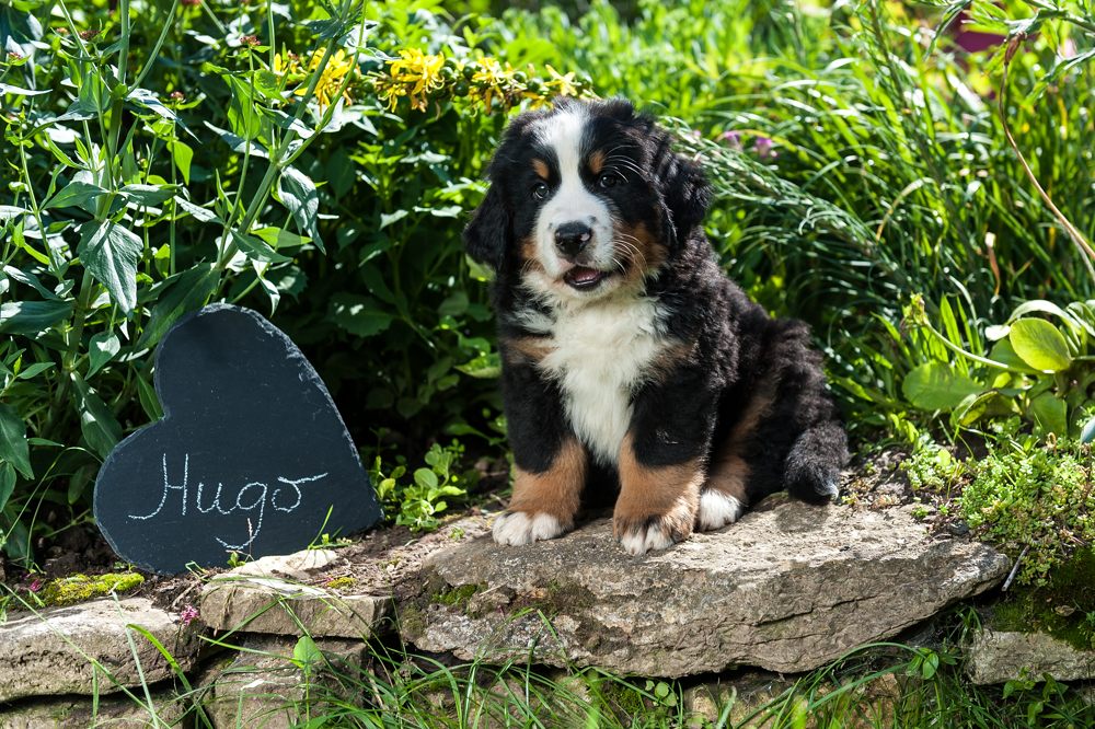 Für den Hundethread ...
