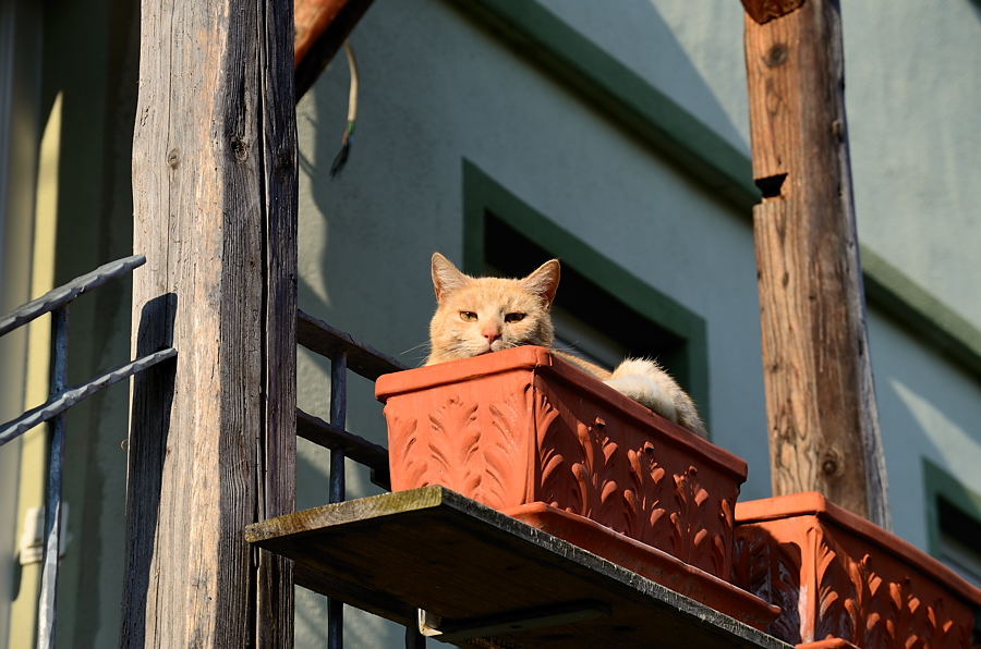Für den Katzenthread ....