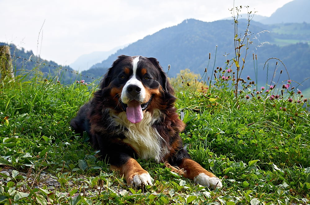 Für den Schnuffithread ..... ;)