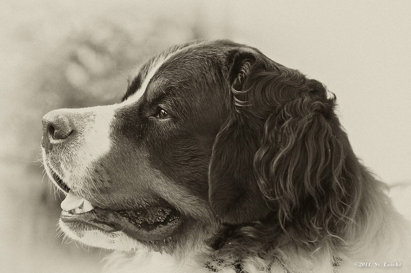 Für den Thread Hundstage - Variante 1