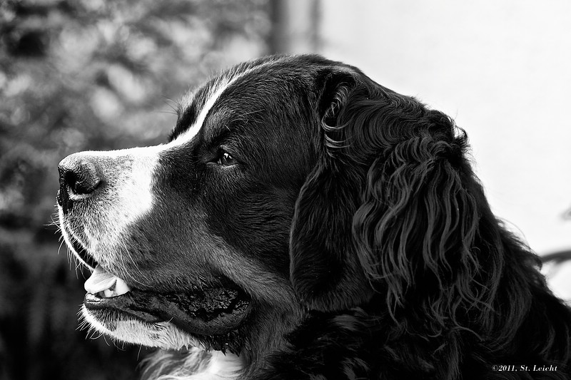 Für den Thread Hundstage - Variante 2
