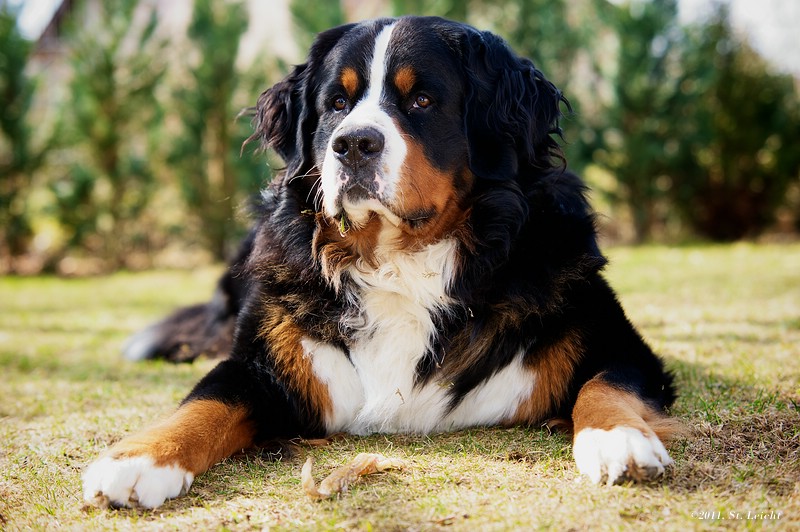 Für den Thread Hundstage
