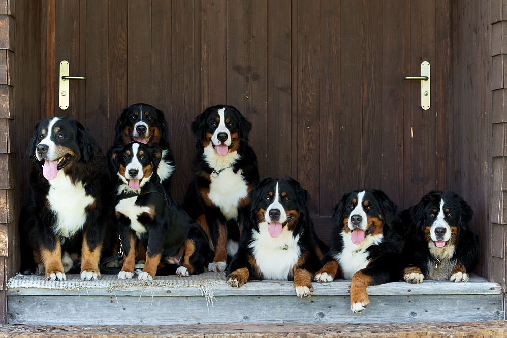 Für den Thread "Hundstage - ...."