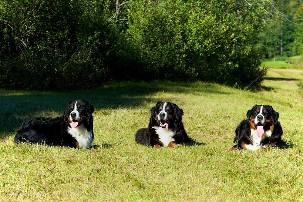 Für den Thread "Hundstage - ...."