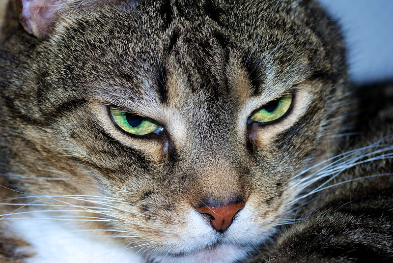 Für den Thread "Zeigt her eure Katzen ...."