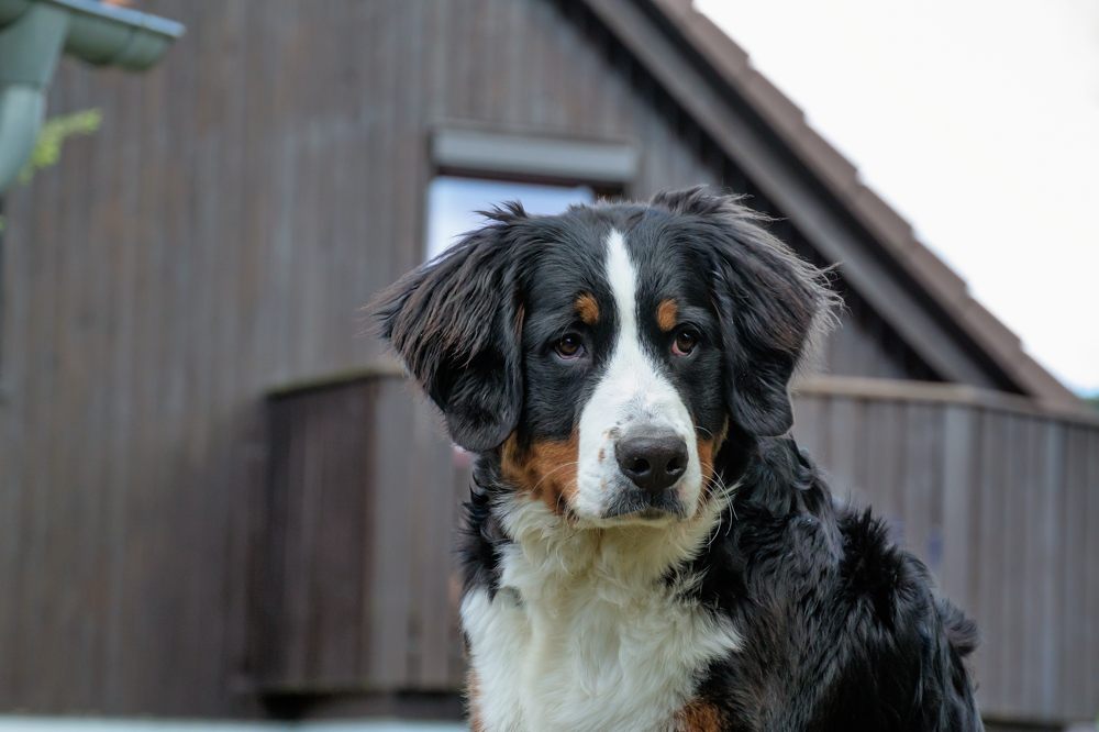 Für Hundstage, zeigt her Eure Hunde ....