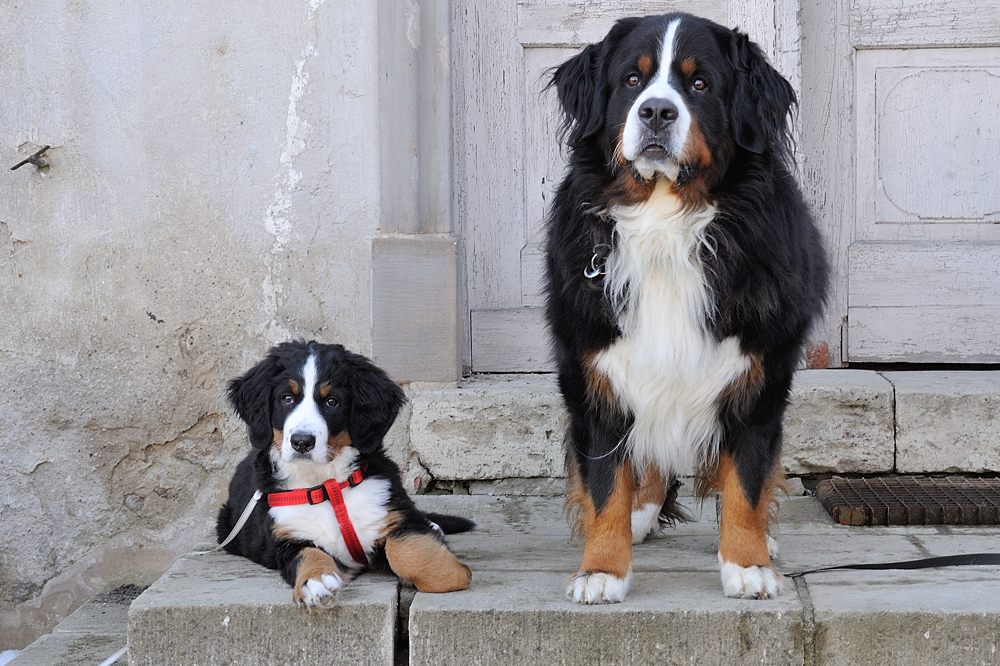 Für Thread "Zeigt her eure Hunde ..."