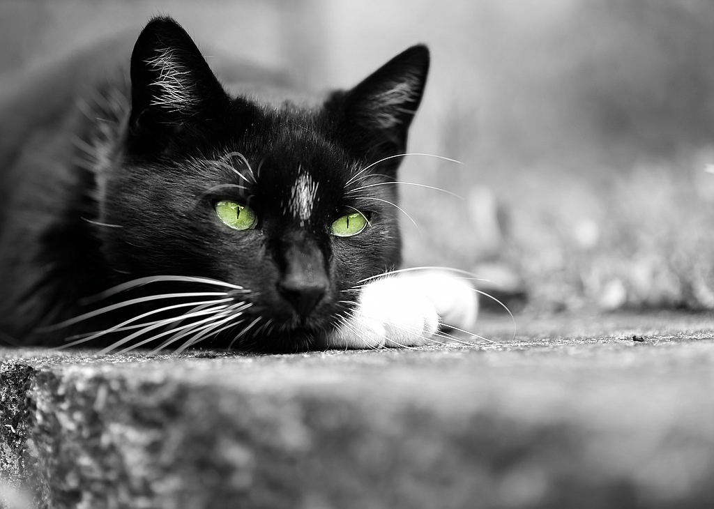 F002688c