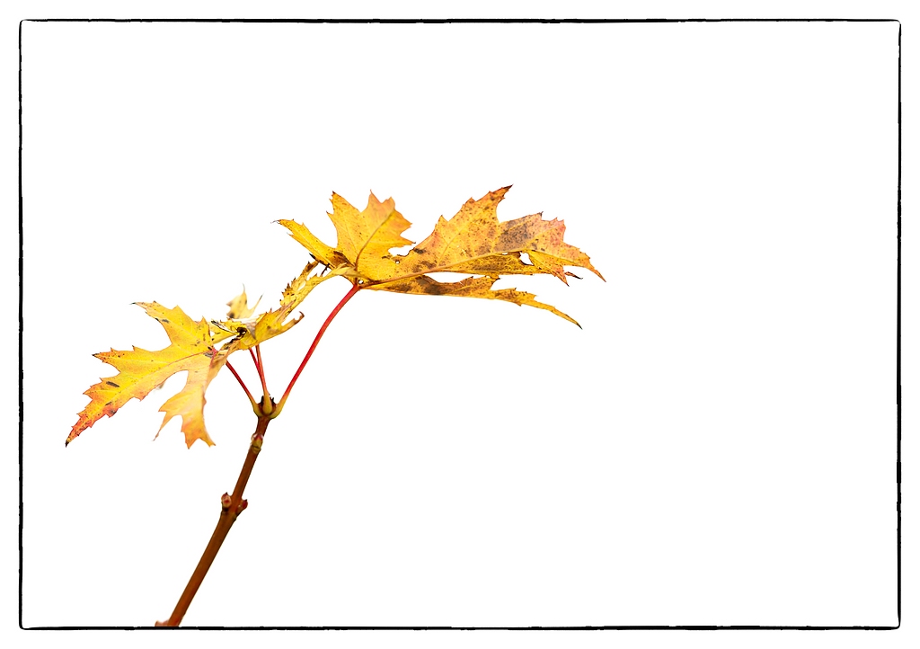 F005178c