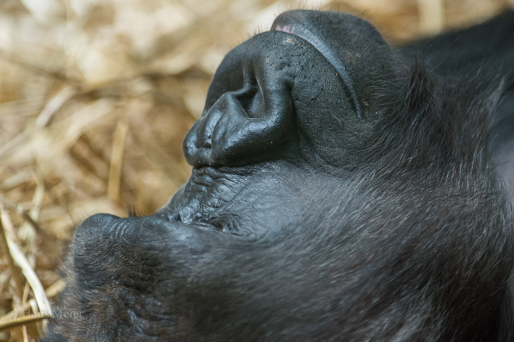 F01 3369
Basler Zooli
Gorilla