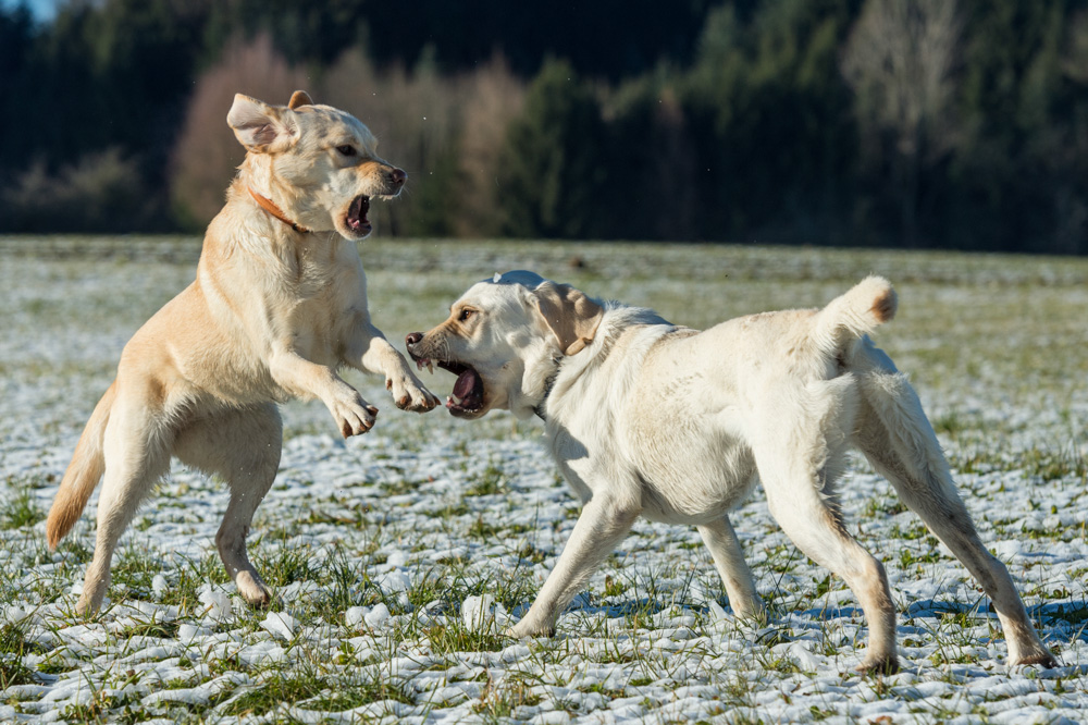 F06 3786