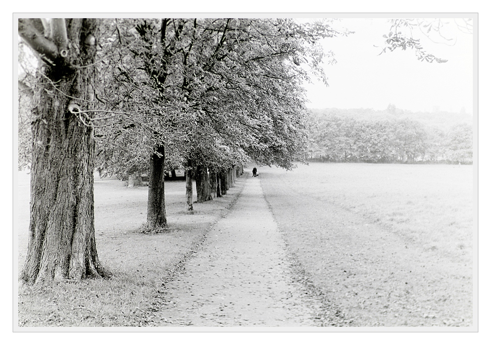 F100, Ilford FP4, Sigma 50/1.4 HSM