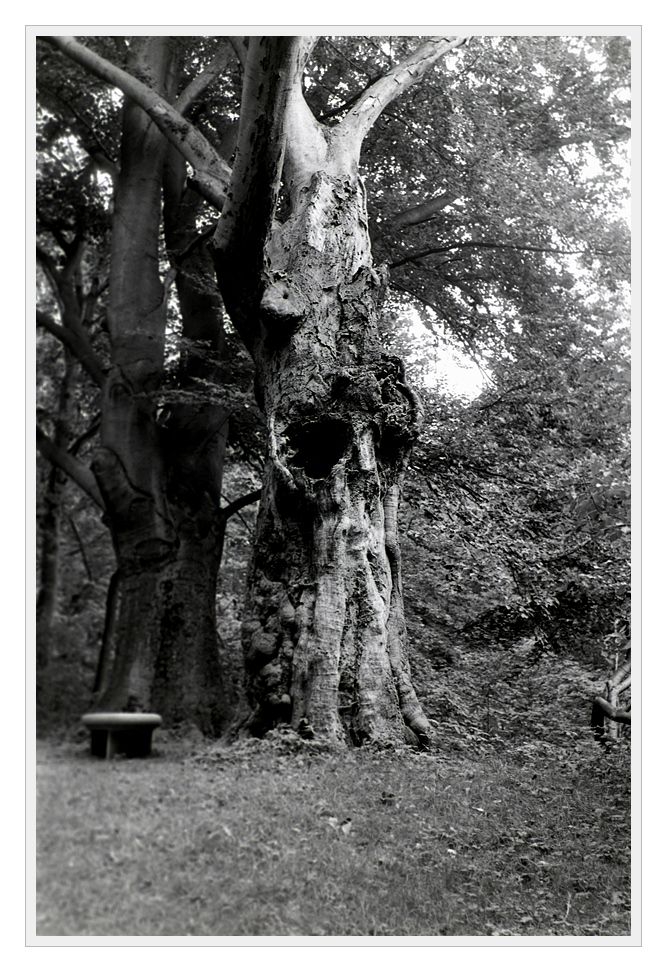 F100, Ilford FP4, Sigma 50/1.4 HSM