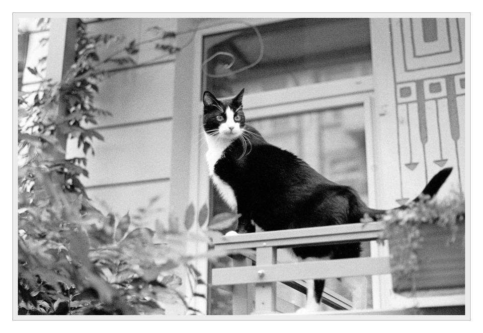 F100, Ilford HP5, Nikkor 50/1.4 AiS
