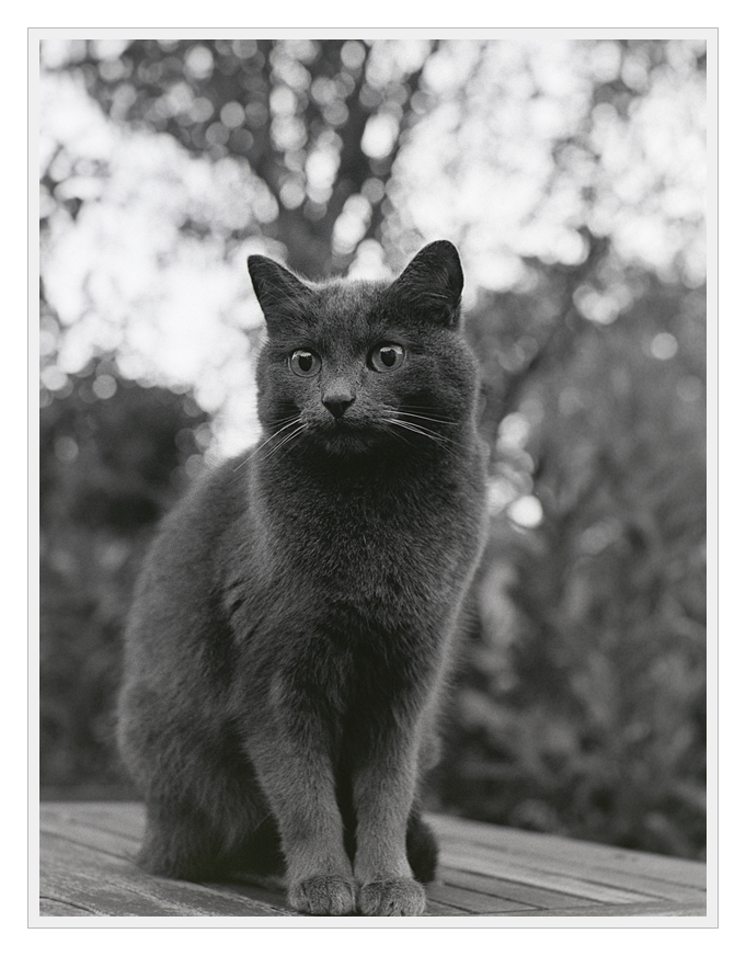 F100, Ilford HP5, Sigma 50/1.4 DG EX HSM @ f/4.5