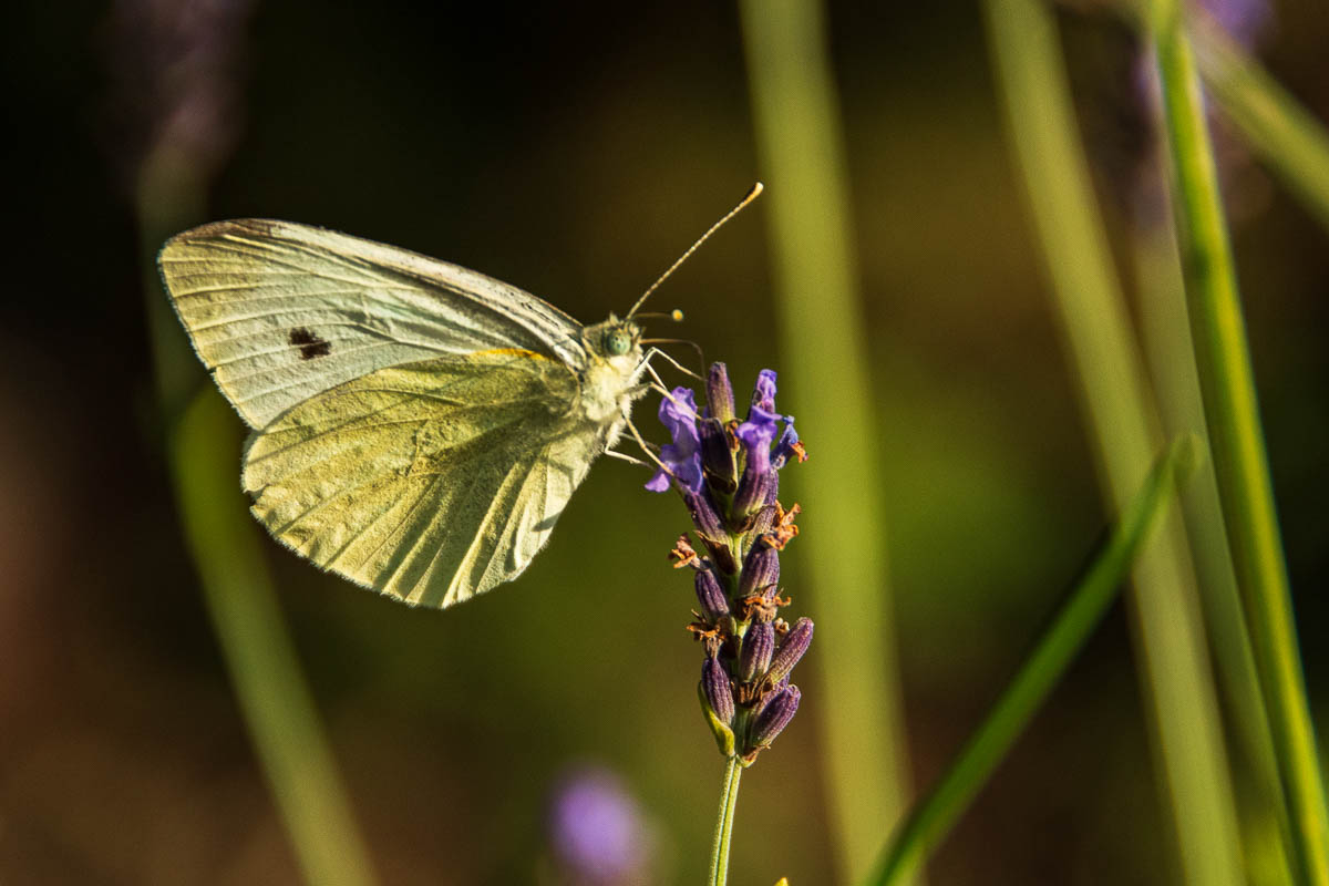 F75_0959.jpg
