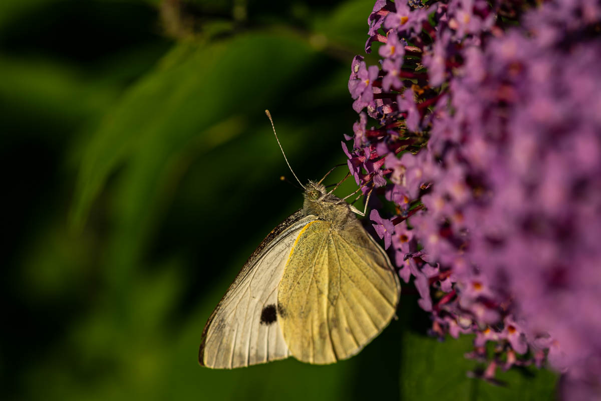 F75_0967.jpg