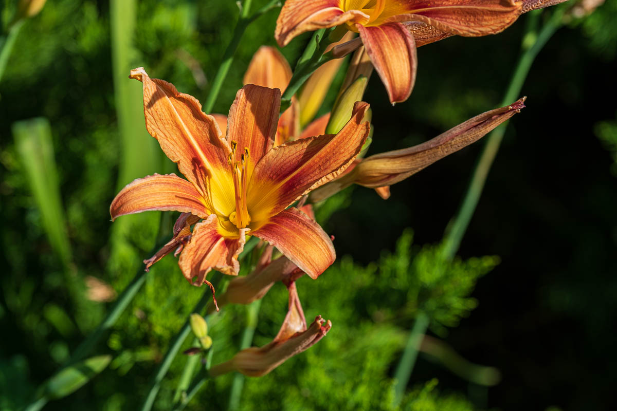 F75_3918.jpg