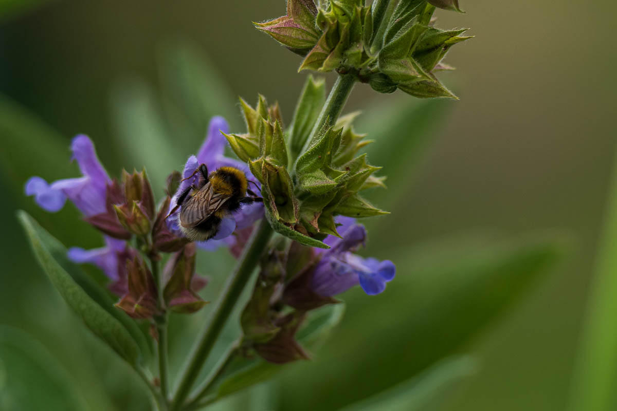 F75_4012.jpg