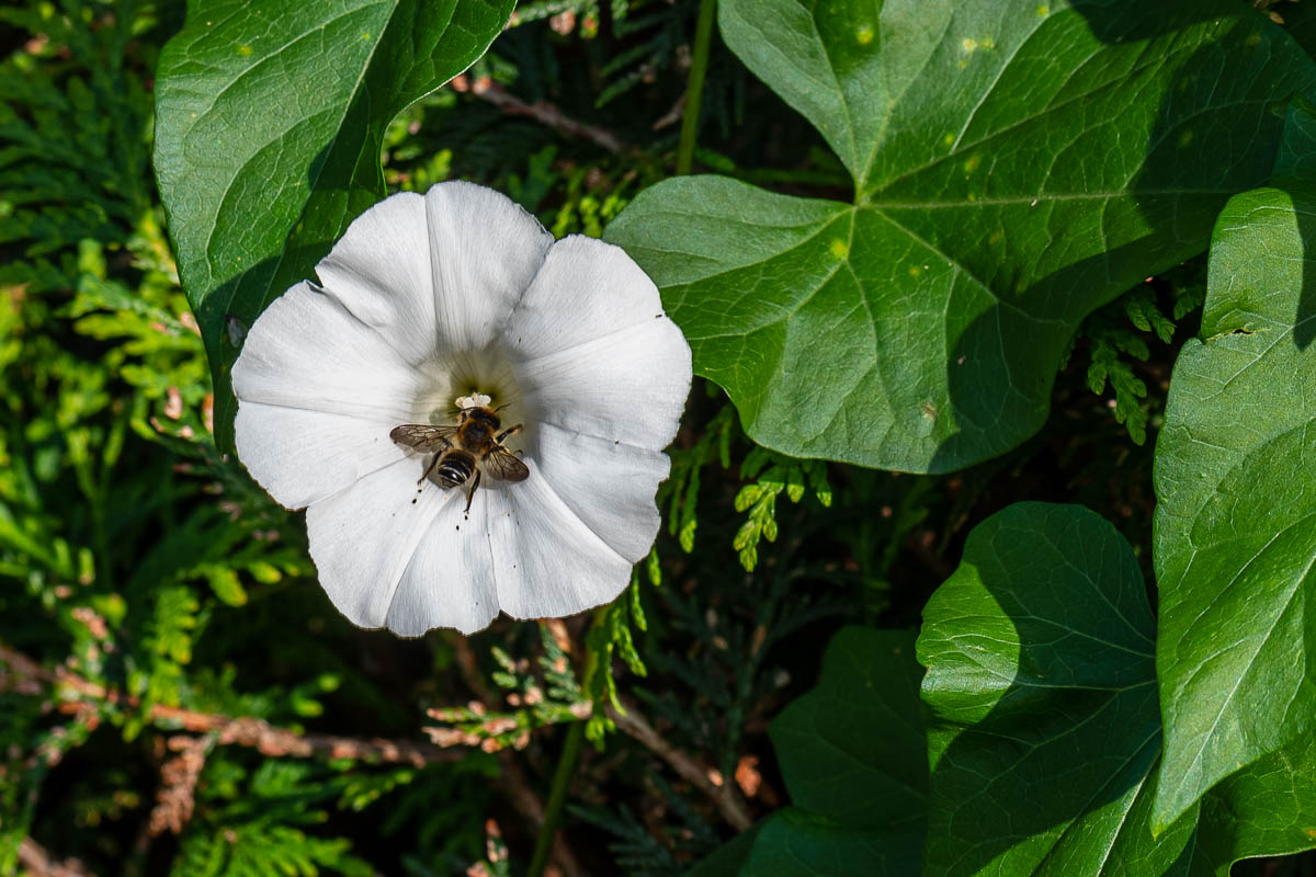 F75_4095.jpg
