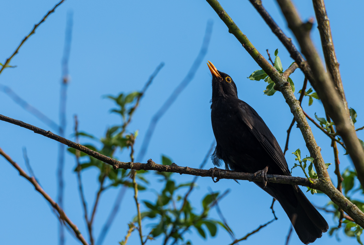 F75_6775-2.jpg