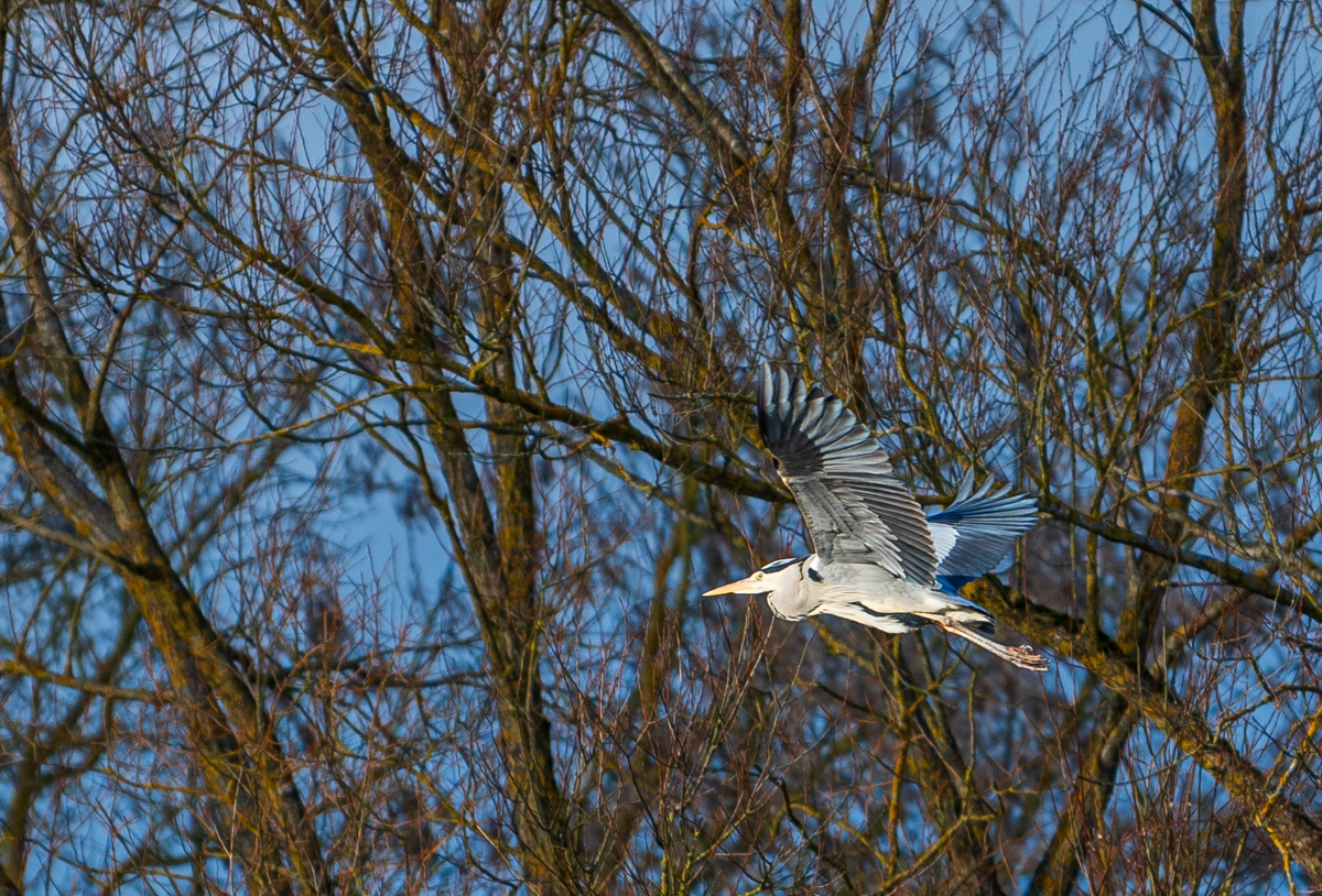 F75_9732.jpg