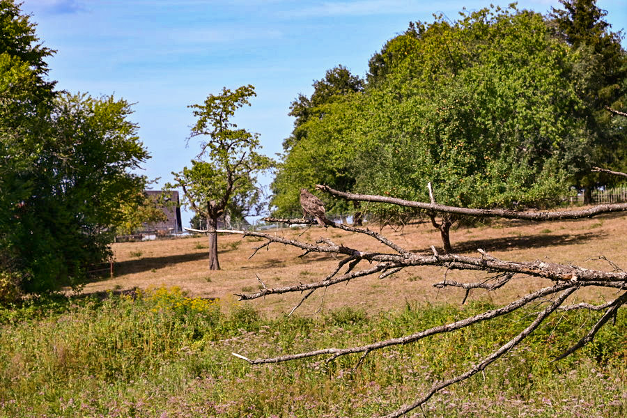 F9-1_640_120mm-2.jpg
