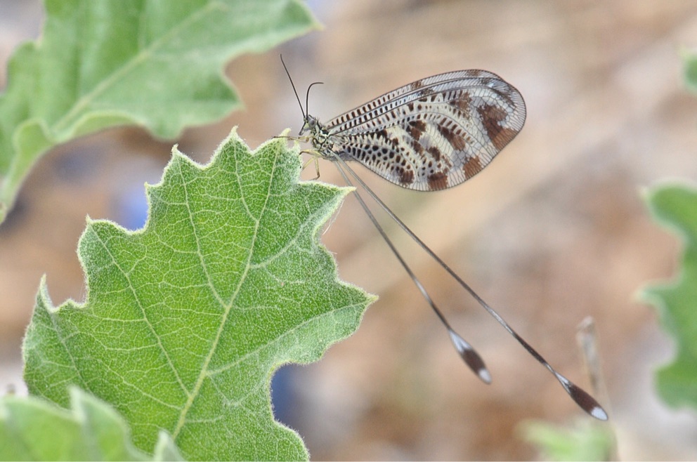 Fadenhaft (Nemoptera sinuata). Skoutari, Griechenland, Mai 2018.