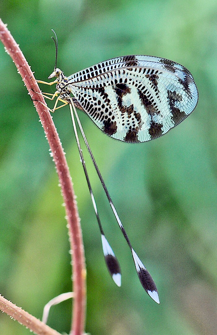 Fadenhaft (Nemoptera sinuata), Skoutari, Griechenland, Mai 2018