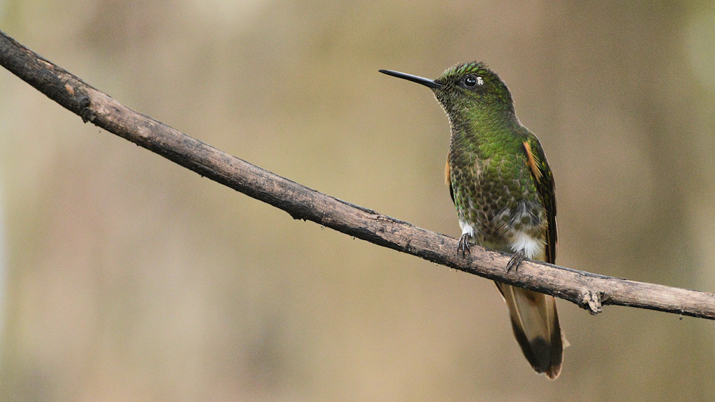Fahlschwanzkolibri (Buff-tailed Coronet)
Bella Vista Cloud Forest
4235