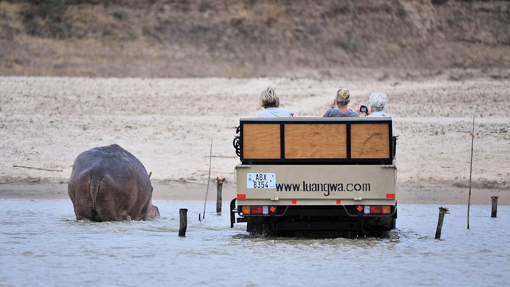 Fahrt durch den Luangwa River
das Nilpferd ist not amused
6285