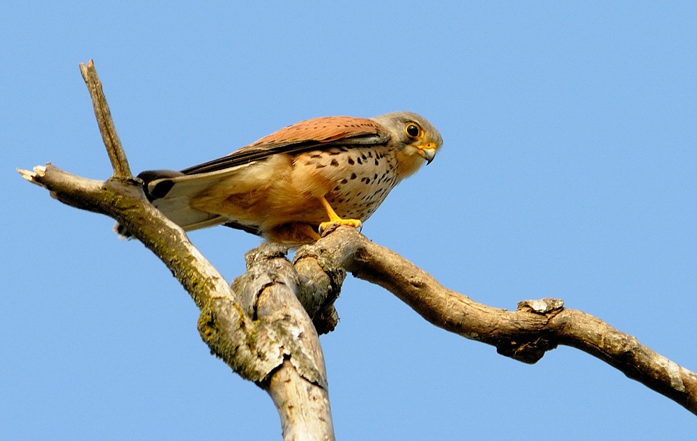 Falke 1