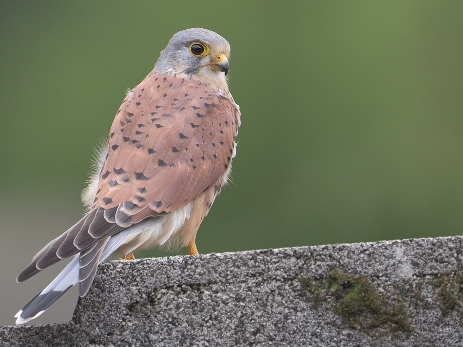 falke 1
