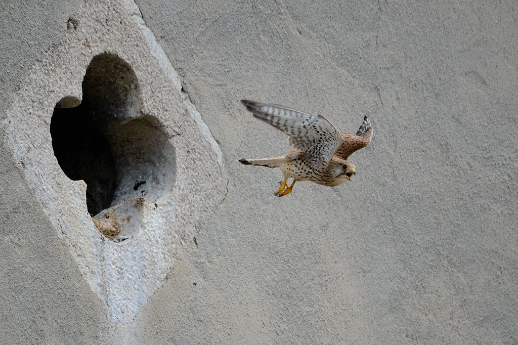 Falke Abflug Nisthöhle