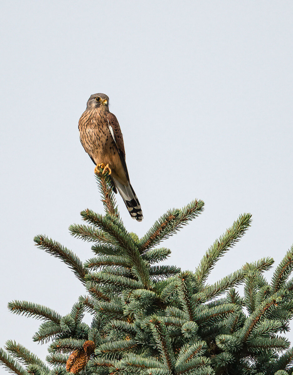 Falke im Baumwipfel.jpg