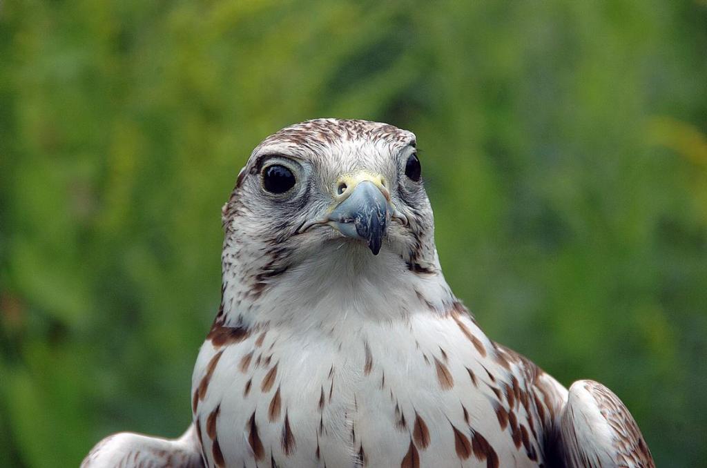 Falke in Hellabrunn
