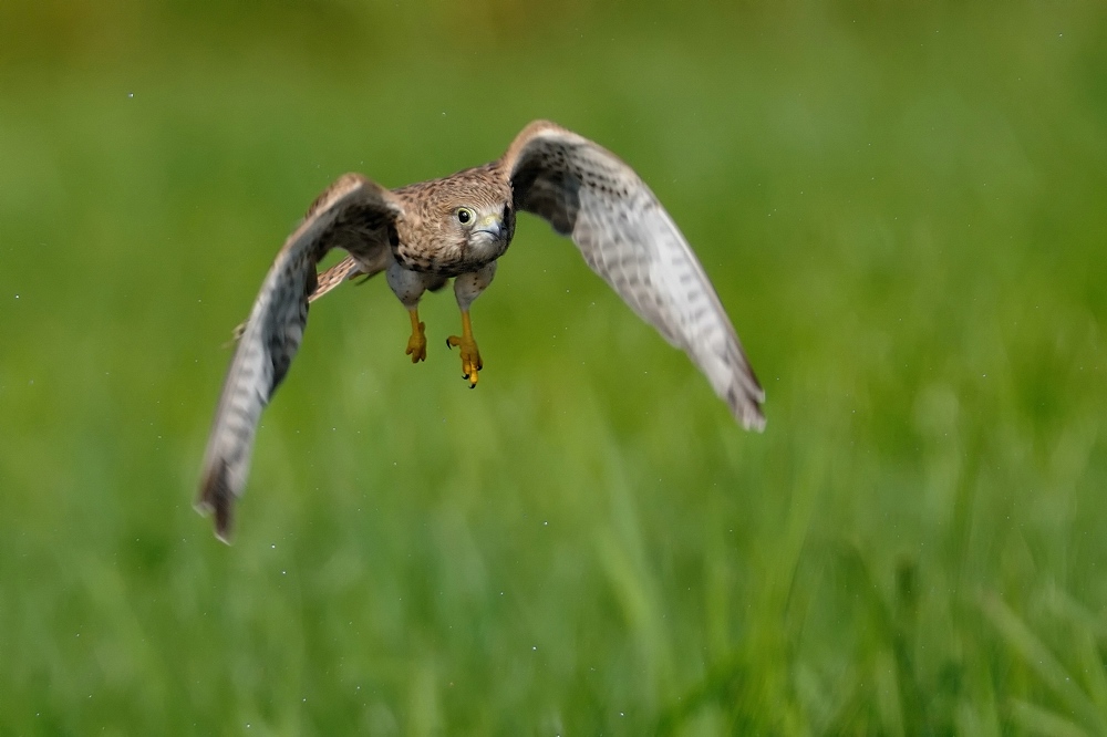 Falke nach Fußbad