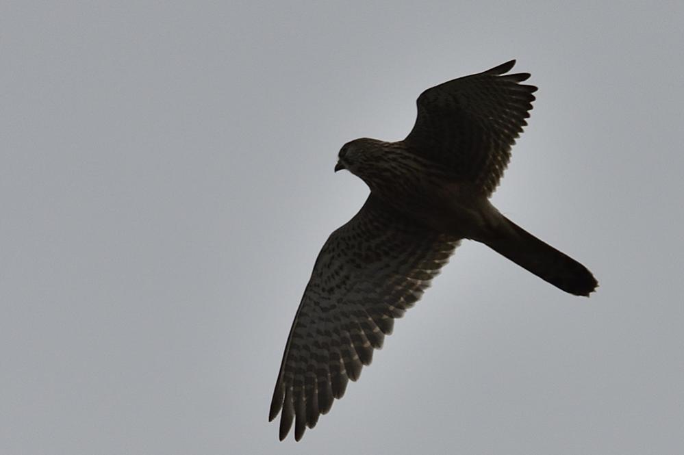 Falke1