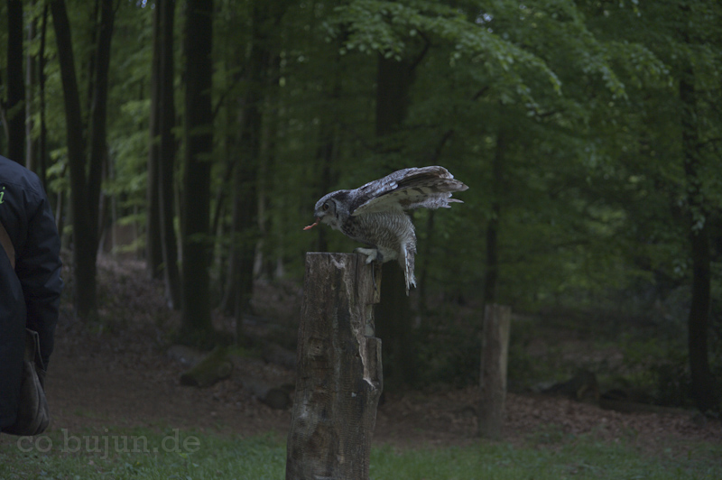 Falknerei Bergisch Land 352