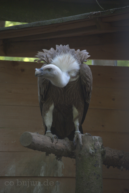 Falknerei Bergisch Land 38