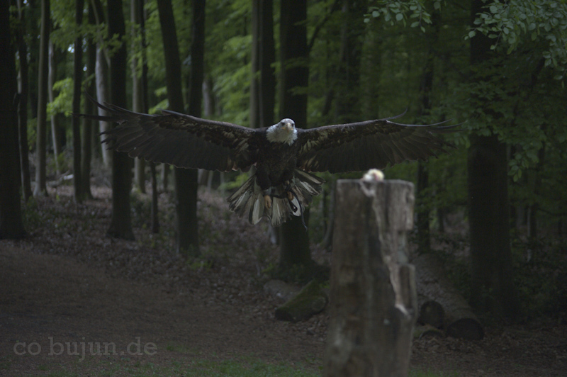 Falknerei Bergisch Land 589