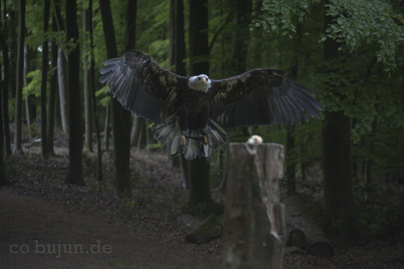 Falknerei Bergisch Land 591