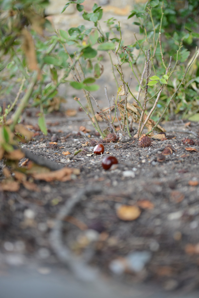 Fall Colors 2012.1