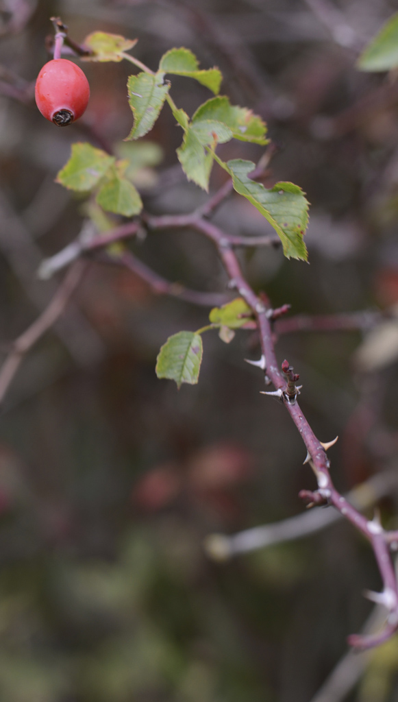 Fall Colors 2012.2