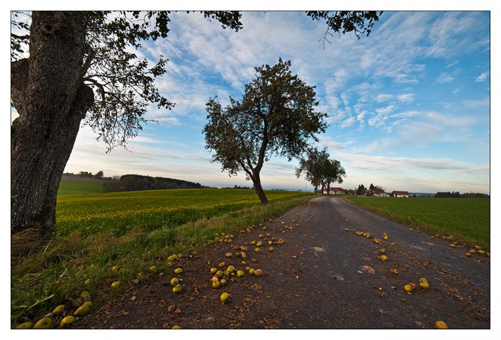 Fallobst liegt auf den Strassen