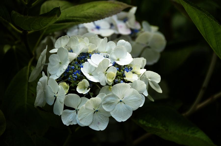 Falmouth, Glendurgan Garden, Blüte, gespiegelt