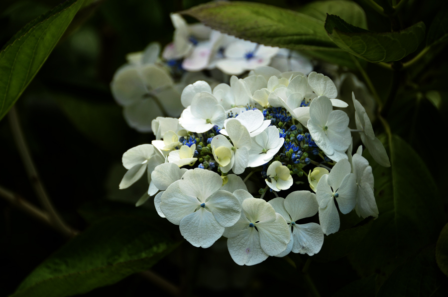 Falmouth, Glendurgan Garden, Blüte
