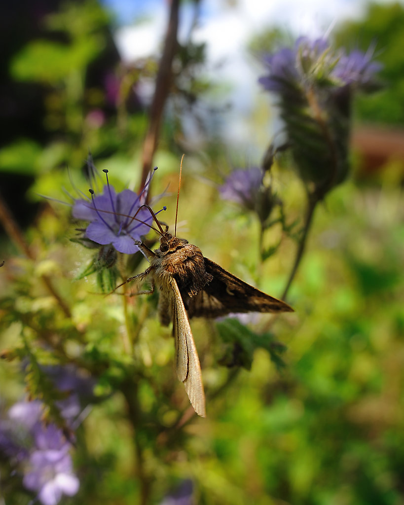 Falter mit Fischaugen-Macro
