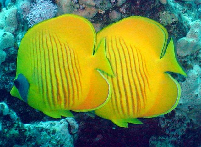 Falterfisch
